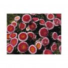 50 HI No MARU ASTER Double Red & White Callistephus Pompon Flower Seeds