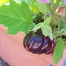 25 RUFFLED RED EGGPLANT Pumpkin On A Stick Edible & Ornamental Solanum Melongena Seeds