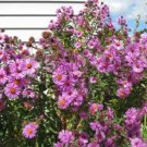 100 Pink NEW ENGLAND ASTER Aster Novae var Angliae Flower Seeds