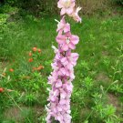 100 Sublime DARK PINK LARKSPUR Consolida Ambigua Delphinium Flower Seeds