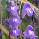 100 HOARY / DOWNY SKULLCAP Scutellaria Incana Flower Seeds