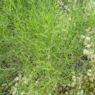 75 SALTWORT Okahijiki Japanese Greens Salsola Komarovii Leaf Vegetable Seeds