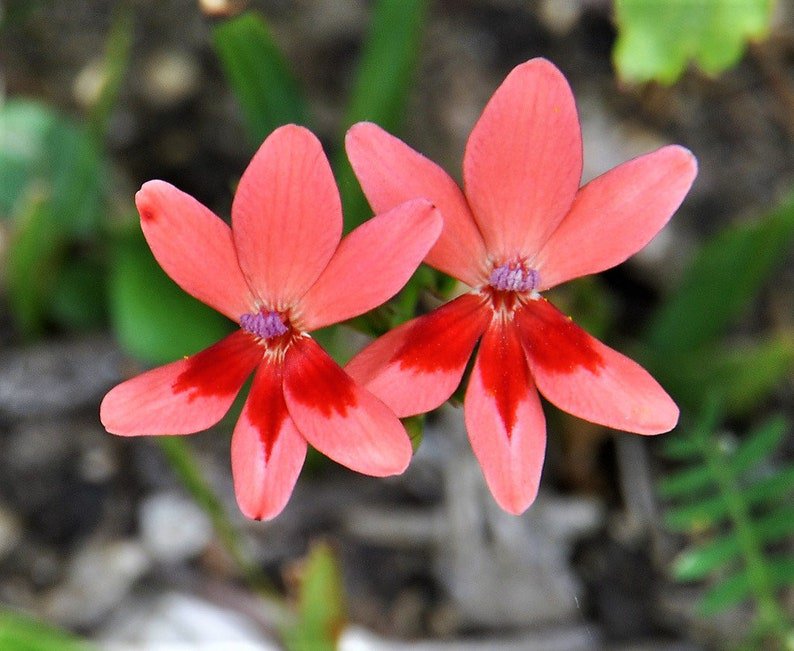 20 PAINTED PETALS FREESIA Mixed Colors Anomatheca Laxa Red Blue Pink White Purple Flower Seeds