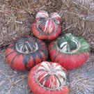 10 American TURKS TURBAN SQUASH Gourd Cucurbita Maxima Vine Seeds