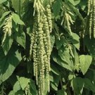 150 AMARANTHUS GREEN TAILS Amaranthus Caudatus Flower Seeds