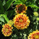 30 SUNDANCE BICOLOR GAILLARDIA Pulchella Indian Blanket Flower Seeds