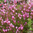 500 Pink FAREWELL TO SPRING Clarkia Elegans Godetia Flower Seeds