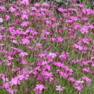 550 MAIDEN PINKS Dianthus Deltoides Flower Seeds