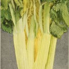1000 GOLDEN Self-BLANCHING CELERY aka Burpee's or Dwarf Golden Apium Graveolens Dulce Vegetable Seed