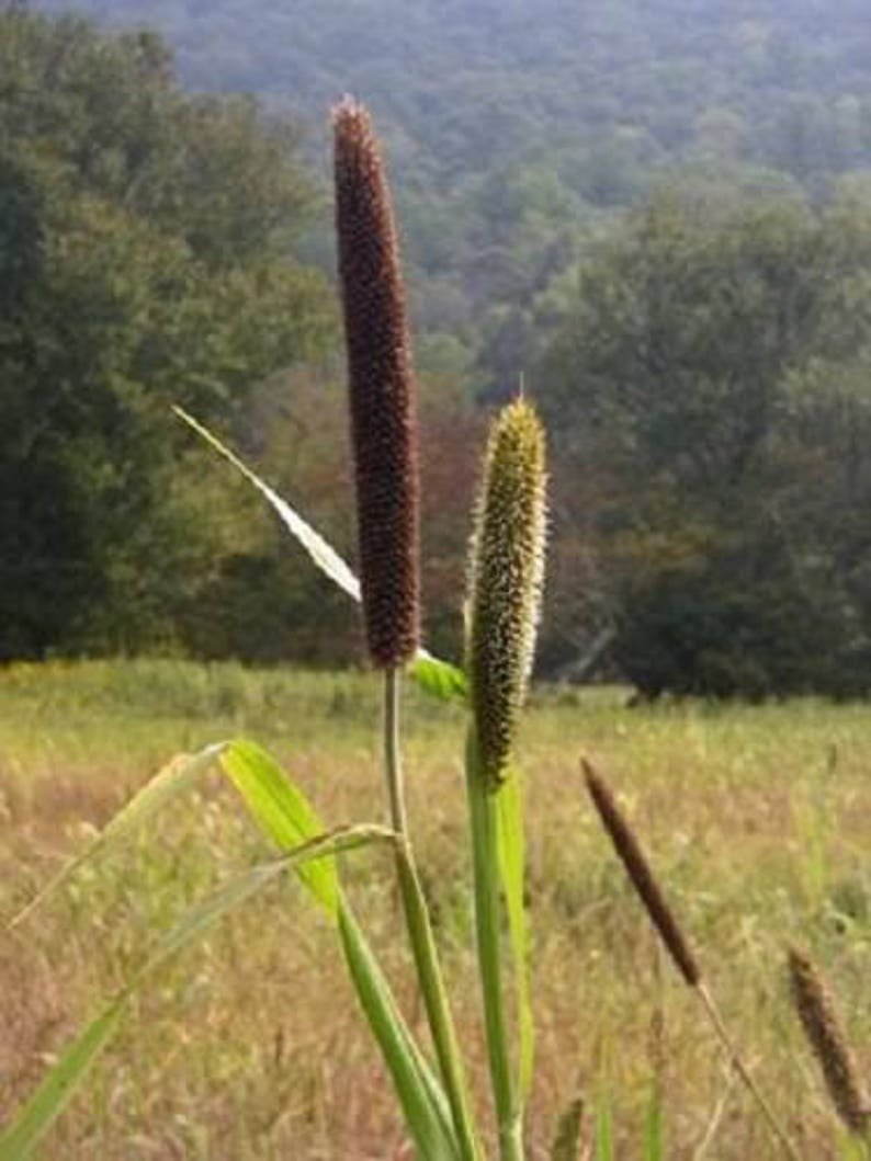 100 FOXTAIL MILLET Setaria Macrocheata Ornamental Grass Flower Seeds