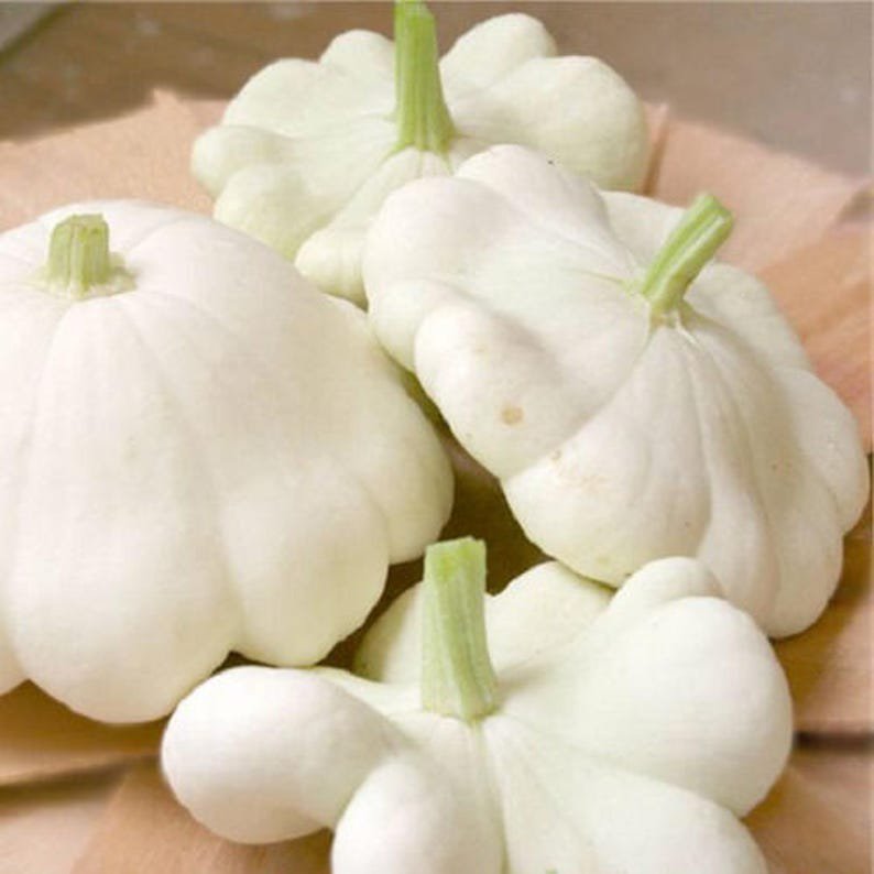 50 WHITE Bush SCALLOP SQUASH (Patty Pan / Paty Pan / Squanter Squash) Summer Cucurbita Pepo Vegetabl