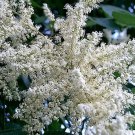 30 CHINESE SUMAC TREE Nutgall White Flowers Red Berries Rhus Chinensis Seeds