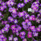 4000 VIRGINIA STOCK Malcomia Maritima Flower Seeds
