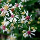 100 LADY In BLACK Calico ASTER Aster Lateriflorus Flower Seeds