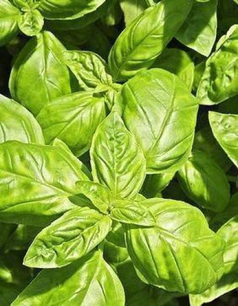 500 CLOVE BASIL Ocimum Basilicum Herb Flower Seeds