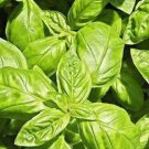 500 CLOVE BASIL Ocimum Basilicum Herb Flower Seeds