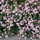 20 PUNCHING BALLS Pink Buttons Persicaria Capitata Polygonum Flower Seeds