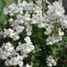 50 WHITE KNIGHT NEMESIA Strumosa Flower Seeds