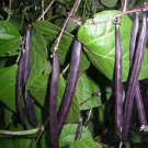 40 Royal PURPLE POD BEAN Phaseolus Vulgaris Vegetable Seeds