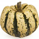 25 SWEET DUMPLING SQUASH Orange Winter Delicata Cucurbita Maxima Vegetable Seeds