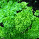 500 FOREST GREEN PARSLEY Petroselinum Crispum Double Triple Curl Vegetable Seeds