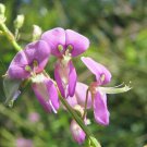 200 SHOWY PINK TREFOIL Stick Tights Flower Seeds