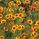 1000 GOLDEN WAVE COREOPSIS (Goldenmane Tickseed) Coreopsis Basalis Flower Seeds