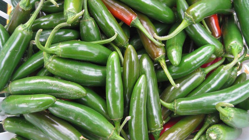 400 HOT JALAPENO PEPPER Capsicum Annuum Vegetable Seeds