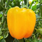 100 Golden YELLOW BELL PEPPER California Wonder Capsicum Annuum Vegetable Seeds