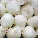 500 Sweet WHITE SPANISH ONION Allium Cepa Vegetable Seeds