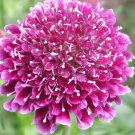 50 FINEST MIXED Colors SCABIOSA (Mourning Bride / Pin Cushion) Scabiosa Atropurpurea Flower Seeds