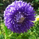 30 Duchess DARK BLUE PAEONY Aster French Peony Callistephus Flower Seeds
