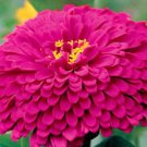 250 PURPLE PRINCE ZINNIA Elegans Flower Seeds