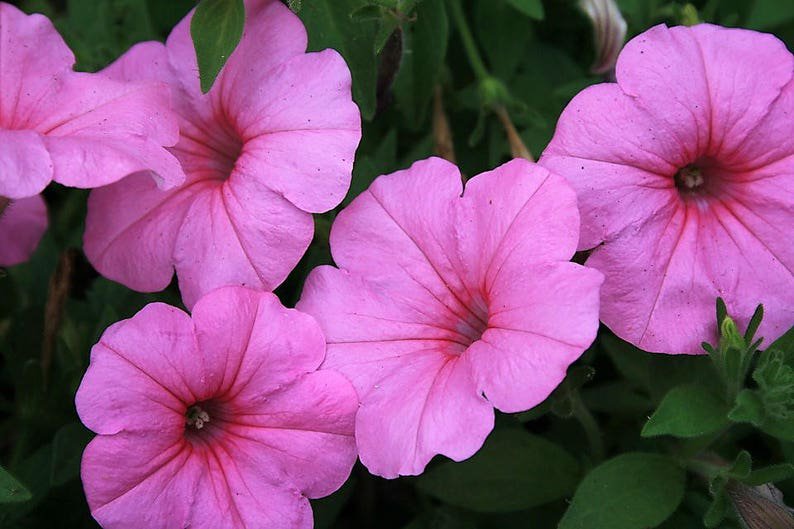 100 PINK PETUNIA Flower Seeds