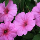 100 PINK PETUNIA Flower Seeds