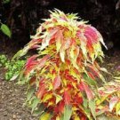 150 TRICOLOR AMARANTHUS PERFECTA Summer Poinsettia Amaranth Flower Seeds