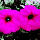 1000 SHANIN PETUNIA Integrifolia Violacea Pink Purple Wild Flower Seeds