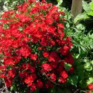 100 RED CARDINAL DIANTHUS Caryophyllaceae Flower Seeds