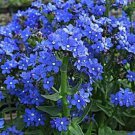 100 BLUE ITALIAN ALKANET Anchusa Capensis Flower Seeds