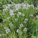 10 SHINING BLUESTAR Ozark or Showy Blue Star Amsonia Illustris Flower Seeds