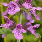 25 Marsh WOUNDWORT Hedge Nettle Stachys Palustris Herb Purple Flower Seeds Moist
