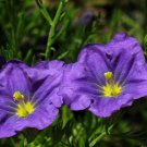 250 PURPLE Robe CUP FLOWER Nierembergia Hippomanica Caerulea Seeds
