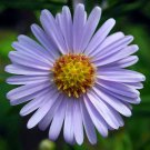 50 Blue EAST INDIES ASTER Tongolensis Flower Seeds