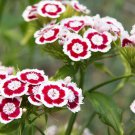 50 HOLBORN GLORY DIANTHUS Barbatus Red & White Sweet William Flower Seeds