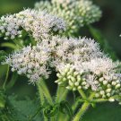 200 TALL WHITE BONESET (Thoroughwort) Eupatorium Perfoliatum Flower Seeds