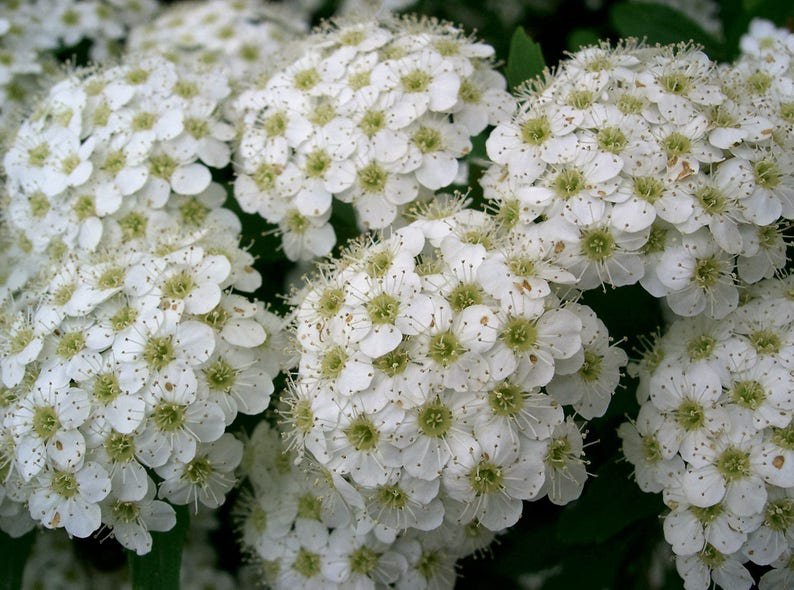 50 White CHINESE SPIRAEA Chinensis Maximowicz Flower Bush Shrub Seeds