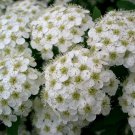 50 White CHINESE SPIRAEA Chinensis Maximowicz Flower Bush Shrub Seeds