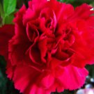 50 SCARLET RED CARNATION Dianthus Caryophyllus Grenadin Double Flower Seeds