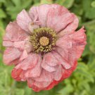 1000 Mixed Colors DOUBLE SHIRLEY POPPY Papaver Rhoeas Flower Seeds