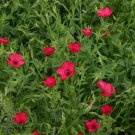500 Red SCARLET FLAX Linum Grandiflorum Rubrum Flower Seeds